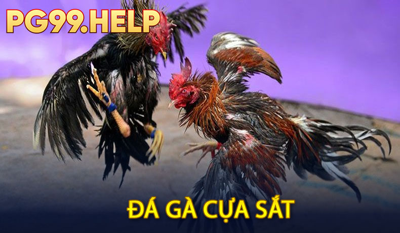 Đá gà cựa sắt